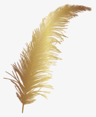 #feather #gold #accent #decal - Pluma De Oro Png