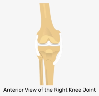 Patella Bone Anterior And Posterior Views - Patella Bone In Ox