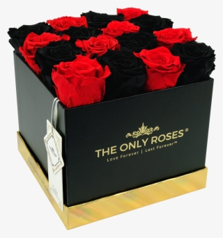 Black And Red Preserved Roses - Floribunda