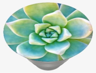 Now That's Succulent, Popsockets - White Mexican Rose