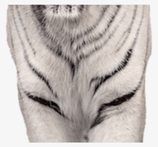 White Tiger Clipart Animalsclipart - Png Little Tiger White