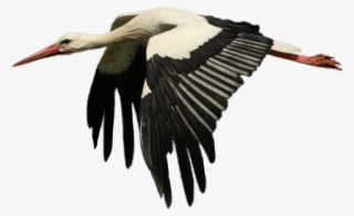 White Stork