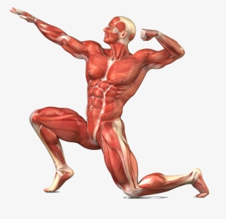 Skeletal Muscle Human Body Skeleton Transprent Png - Muscular System No Labels