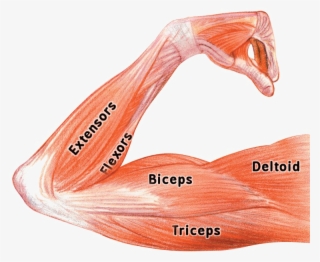 Muscle Png Image Background - Biceps Triceps And Deltoids