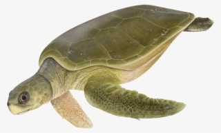 Dawn Witherington - Flatback Sea Turtle Png