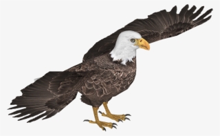 Eaglebald Jimmyzhoopz - Bald Eagle