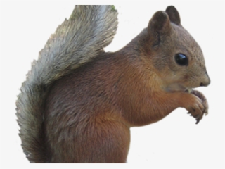Gray Squirrel Clipart Chipmunk - Fox Squirrel