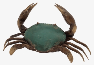 Crab Medium - Chesapeake Blue Crab