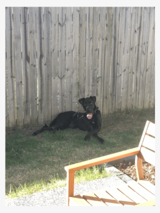 Companion Dog