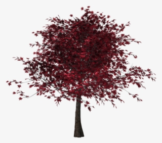 Free Photo Leaves Tree Isolated Red Leaves Digital - Дерево С Красными Листьями Пнг