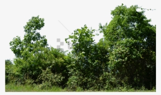 Free Png Row Of Trees Png Image With Transparent Background - Row Of Trees Png