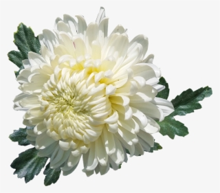 Chrysanthemum, White, Flower, Plant, Garden, Summer - Chrysanthemum