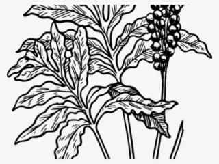 Moss Clipart Desert Plant - Fern Clip Art