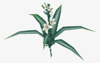Desert Lily - Illustration