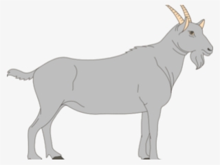 Goat Clipart Grey Goat - Ruminant Digestive System Blank