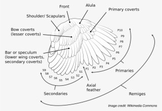 The Anatomy And Nomenclature Of A Bird's Wing Feathers - Diagram
