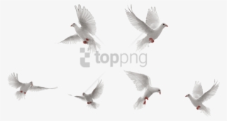 Free Png Dove Png Image With Transparent Background - Dove