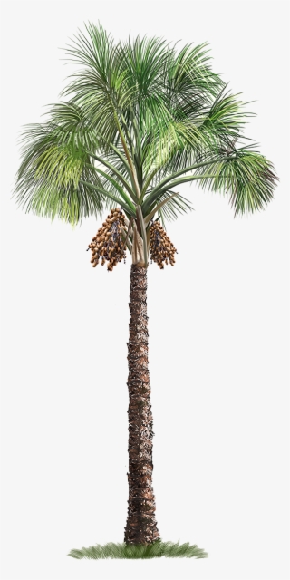 Palm Flexuosa Mauritia Tree Arecaceae Free Download - Transparent Background Palm Tree Png