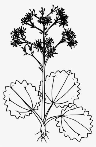 This Free Icons Png Design Of Brook Saxifrage