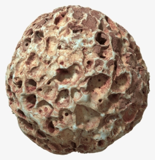 Fruit