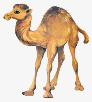 Camel Png Clipart - Верблюд Клипарт