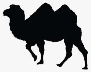 Camel - Vector Graphics