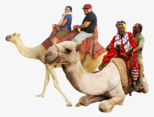 Camel Riding Rajathan Tours And Travels - Camel Ride Png
