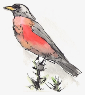 Watercolor Robin - Watercolor Painting