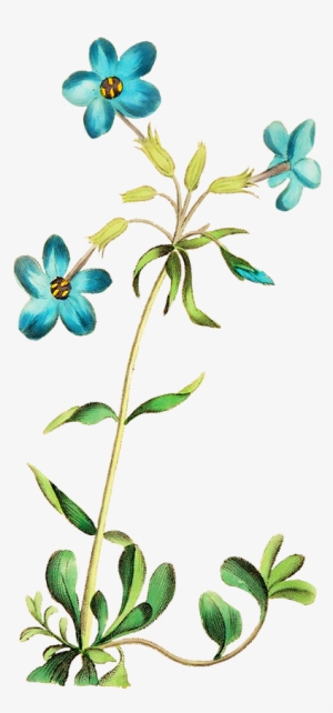 Beautiful Blue Flower, Camellia Flower - Flower Png Images Blue