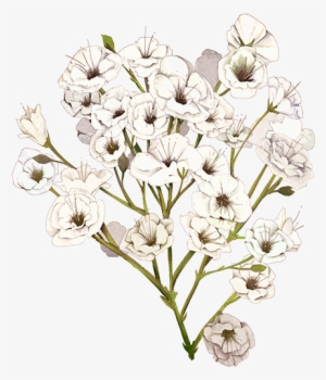 Baby Breath Flower Png Graphic Library Library - Baby Breath Flower Png