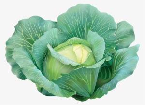 Cabbage Clipart Image - Cabbage Clipart