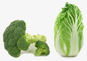 Asian Cuisine Choy Sum Chinese Cabbage Napa Cabbage - Savoy Cabbage Vs Kale