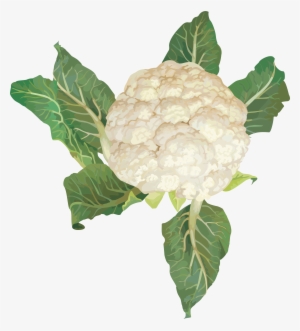 Cabbage Png Image Free Download Images - Vegetables Clipart