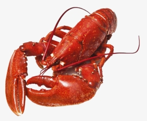 Lobster Png Photos - Body Covering Of Animals Shell
