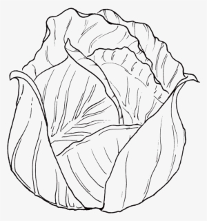 Spf Spots Cabbage-1 Black - Sketch