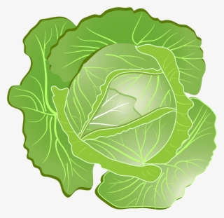 Free Png Cabbage Png Images Transparent - Cabbage Clipart Png