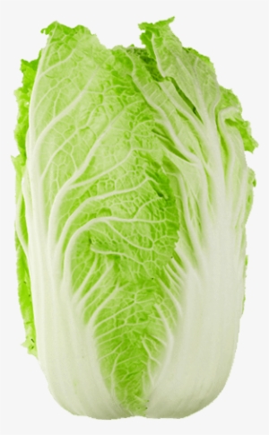 Vegetables - Chinese Cabbage Transparent
