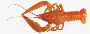 Lobster Png
