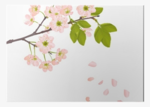 Pink Cherry Flowers And Falling Petals Poster • Pixers® - Falling Flower Vector