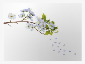 Isolated Cherry Tree Blue Blossom And Falling Petals