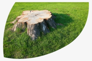Tree Stump - Disguise A Tree Stump