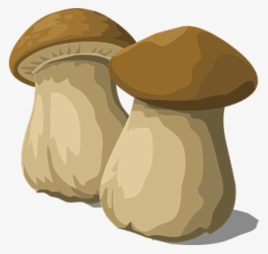 Porcini, Mushroom, Fungus, Food, Natural - Mushroom