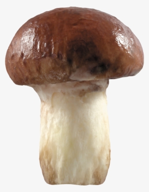 Mushroom Two - Гриб Пнг