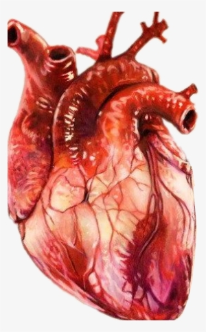 Colored Realistic Heart Drawing