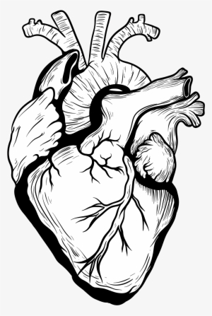 Realistic heart drawing stock vector Illustration of anatomic  125174502