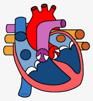 Real Human Heart Clipahuman Heart Png - Circulatory System Parts Clipart