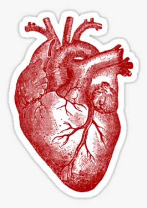 "vintage Heart Anatomy" Stickers By Stilleskygger - Anatomical Heart