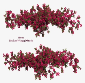 Bougainvillea 02 By Brokenwing3dstock