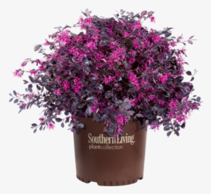 Purple Diamond Loropetalum In Branded Pot - Southern Living Southgate Radiance Rhododendron Azalea