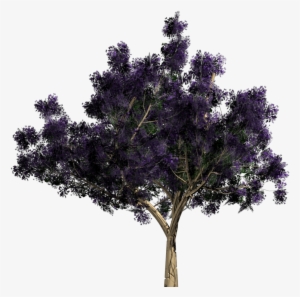 Alpha Texture - Jacaranda Png